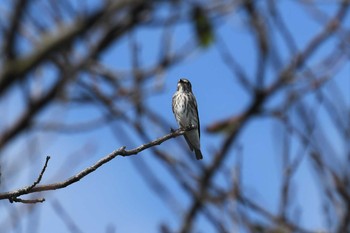 Grey-streaked Flycatcher 禄剛崎 Mon, 8/30/2021