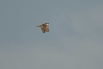 Eurasian Goshawk 飯梨川河口(島根県安来市) Mon, 8/30/2021