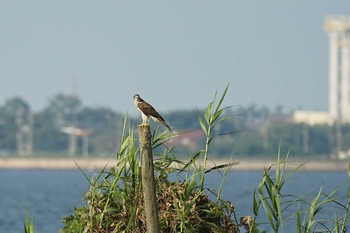 Eurasian Goshawk 飯梨川河口(島根県安来市) Mon, 8/30/2021