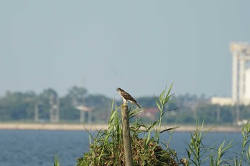 Eurasian Goshawk 飯梨川河口(島根県安来市) Mon, 8/30/2021