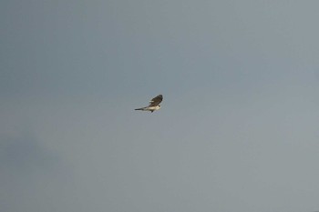 Eurasian Goshawk 飯梨川河口(島根県安来市) Mon, 8/30/2021