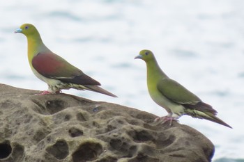 2021年8月29日(日) 大磯照ヶ崎海岸の野鳥観察記録