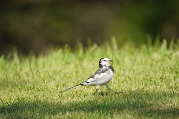 White Wagtail 貝塚市水間公園 Sun, 8/29/2021