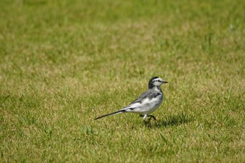 White Wagtail 貝塚市水間公園 Sun, 8/29/2021