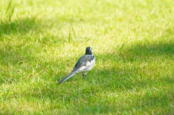 ハクセキレイ 貝塚市水間公園 2021年8月29日(日)