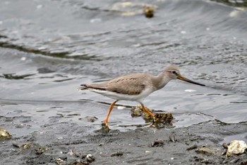 2021年8月31日(火) 野島公園の野鳥観察記録