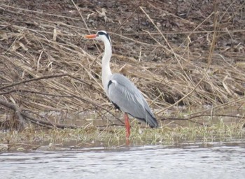 アオサギ 永山新川 2017年4月11日(火)