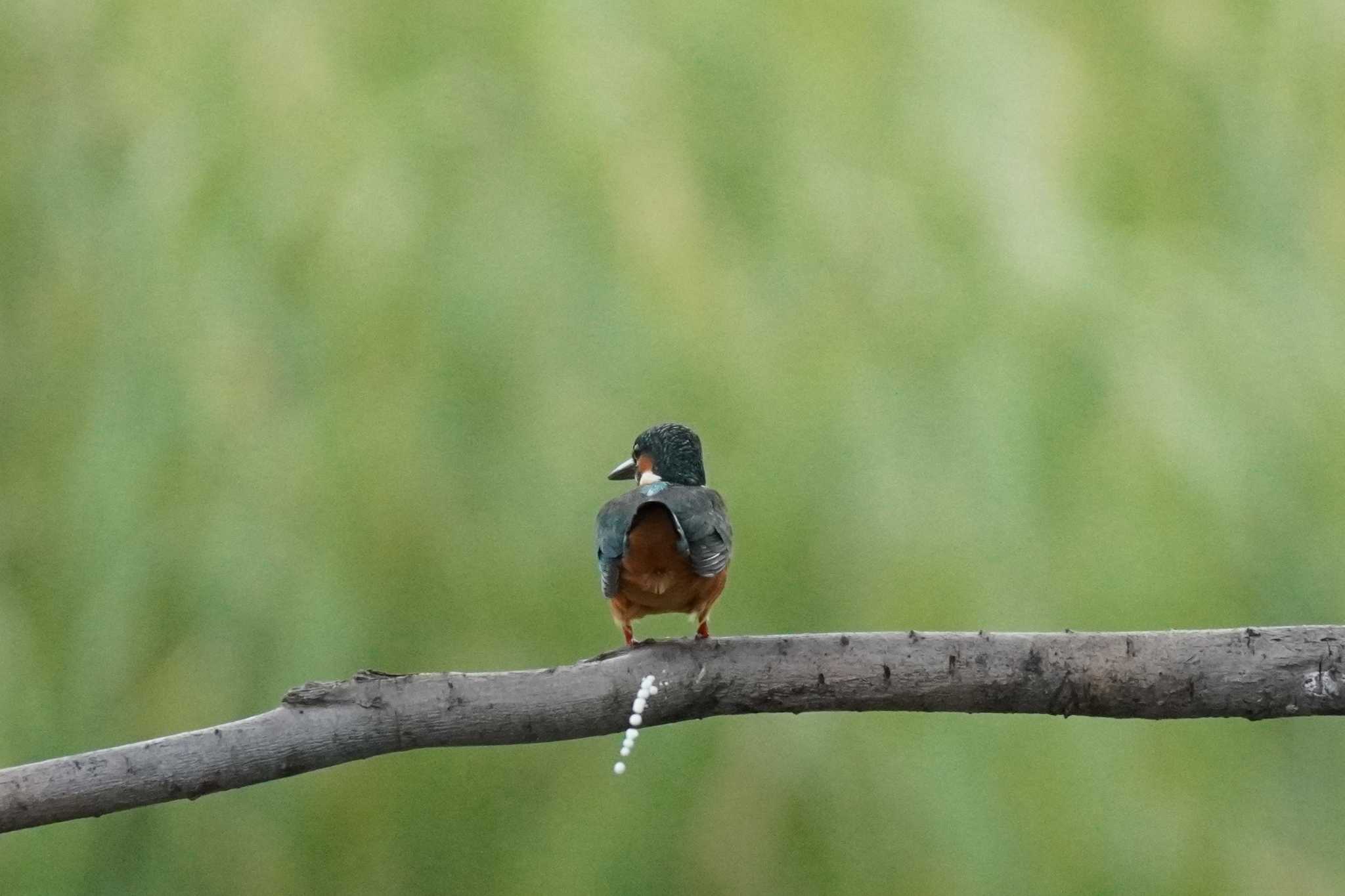 埼玉県 カワセミの写真 by どばと