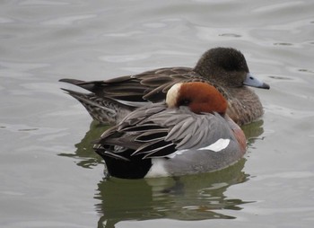 Eurasian Wigeon 永山新川 Tue, 4/11/2017