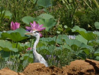 Grey Heron Yoron Island Tue, 8/31/2021