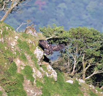 Golden Eagle 伊吹山 Sun, 8/29/2021