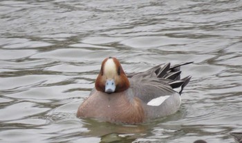 Eurasian Wigeon 永山新川 Tue, 4/11/2017