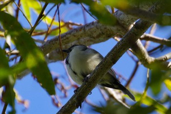 2021年8月31日(火) 福井緑地(札幌市西区)の野鳥観察記録