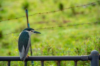 Black-crowned Night Heron 青ヶ島 Wed, 5/1/2019