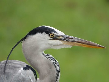 Grey Heron 埼玉県 Tue, 8/31/2021