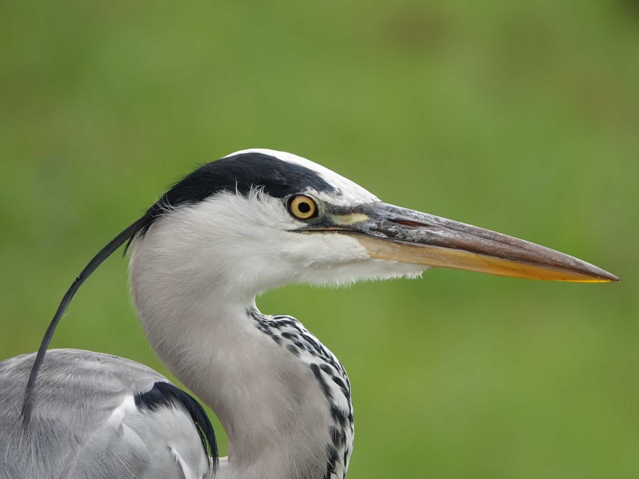 Photo of Grey Heron at 埼玉県 by dalidalida