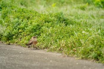 Oriental Pratincole 青ヶ島 Wed, 5/1/2019