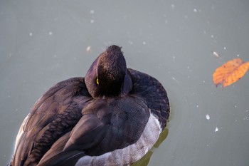 Tufted Duck 菊名池公園(神奈川県横浜市) Sun, 12/1/2019