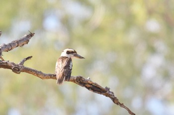 Laughing Kookaburra Lake Field National Park Sun, 10/20/2019