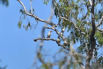 Blue-winged Kookaburra Lake Field National Park Sun, 10/20/2019