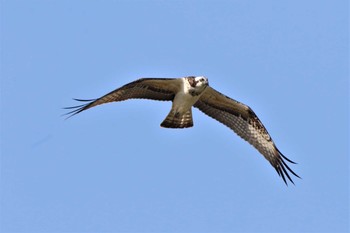 ミサゴ 大阪南港野鳥園 2021年8月29日(日)