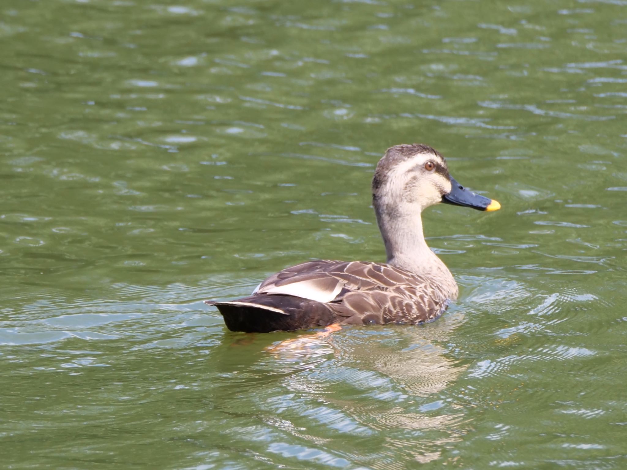 Photo of Eastern Spot-billed Duck at 阿部池 by OLD55