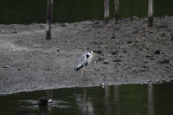 アオサギ 横浜市金沢区長浜公園 2021年9月1日(水)