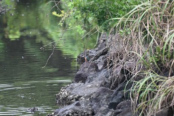 カワセミ 横浜市金沢区長浜公園 2021年9月1日(水)