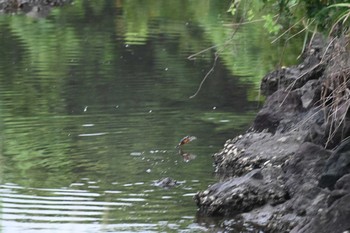 カワセミ 横浜市金沢区長浜公園 2021年9月1日(水)