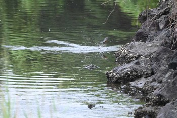 カワセミ 横浜市金沢区長浜公園 2021年9月1日(水)