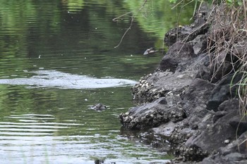 カワセミ 横浜市金沢区長浜公園 2021年9月1日(水)