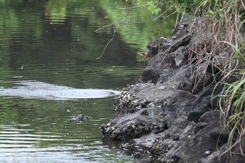 カワセミ 横浜市金沢区長浜公園 2021年9月1日(水)