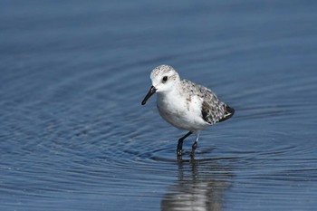 2021年8月30日(月) ふなばし三番瀬海浜公園の野鳥観察記録