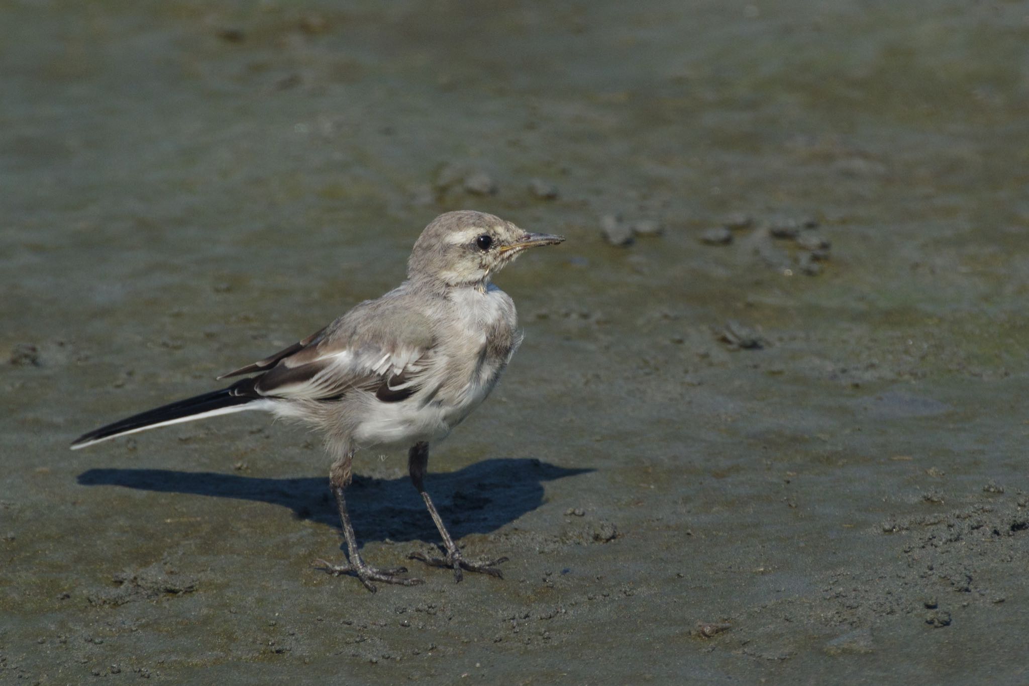 東京港野鳥公園 ハクセキレイの写真 by Marco Birds