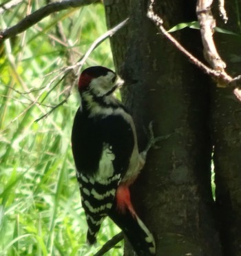 Great Spotted Woodpecker 茨戸川緑地 Wed, 9/1/2021