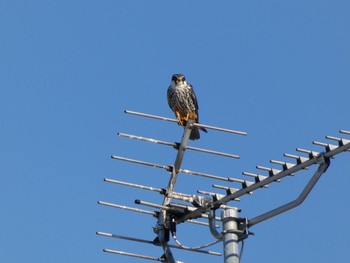 Eurasian Hobby 札幌市東区 Mon, 8/30/2021