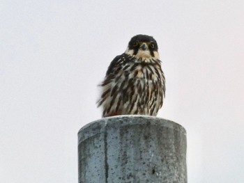 Eurasian Hobby 札幌市東区 Tue, 8/31/2021