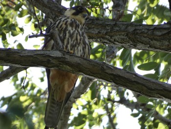 Eurasian Hobby 札幌市東区 Wed, 9/1/2021