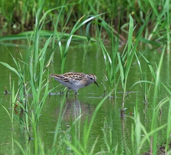 ヒバリシギ 神奈川県　平塚 2021年8月25日(水)