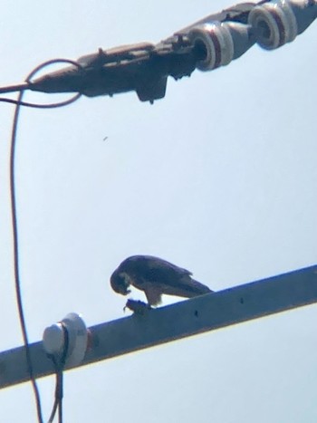 Eurasian Hobby 札幌市東区 Unknown Date