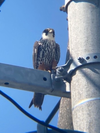 Eurasian Hobby 札幌市東区 Unknown Date