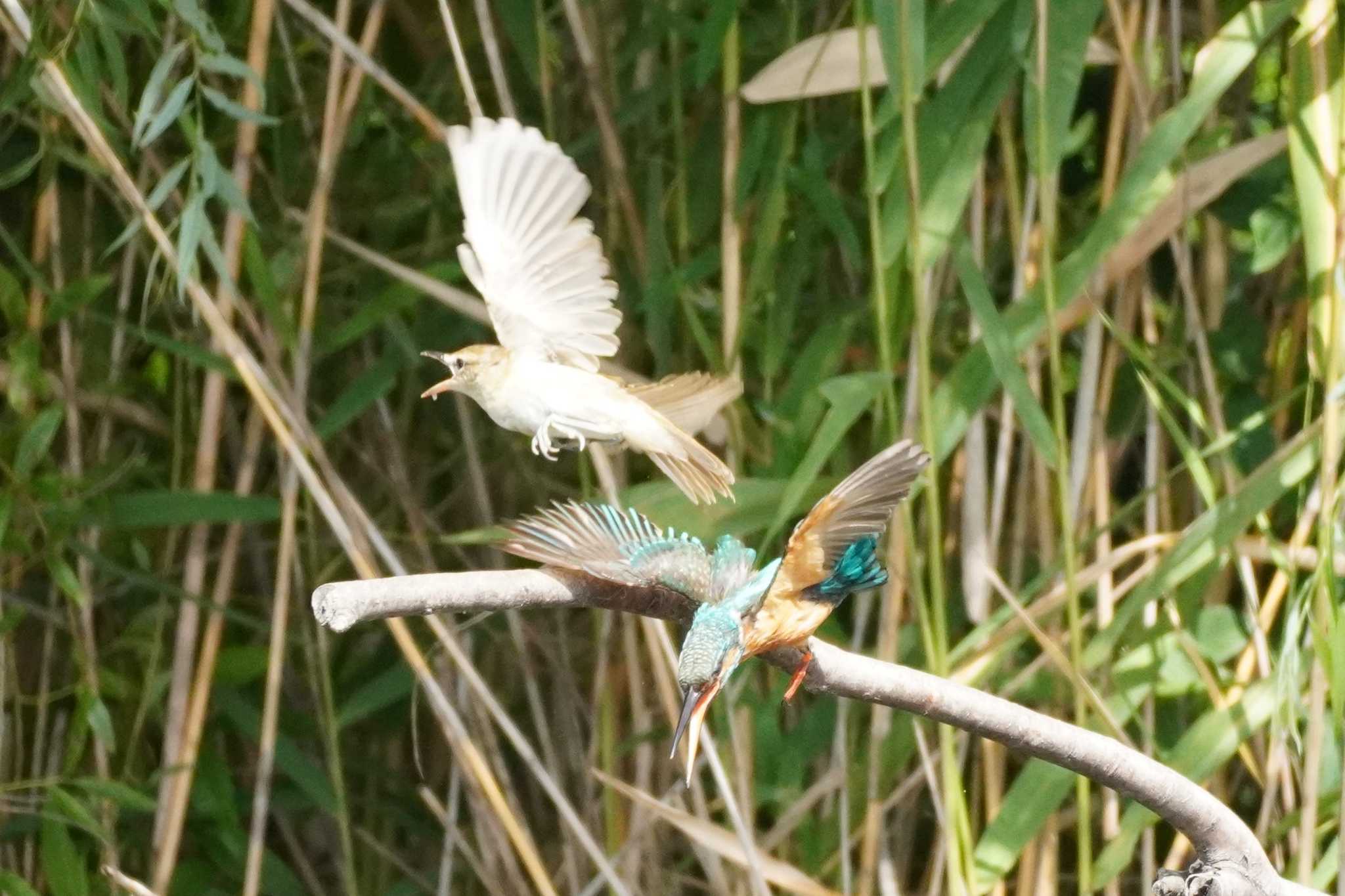 カワセミ