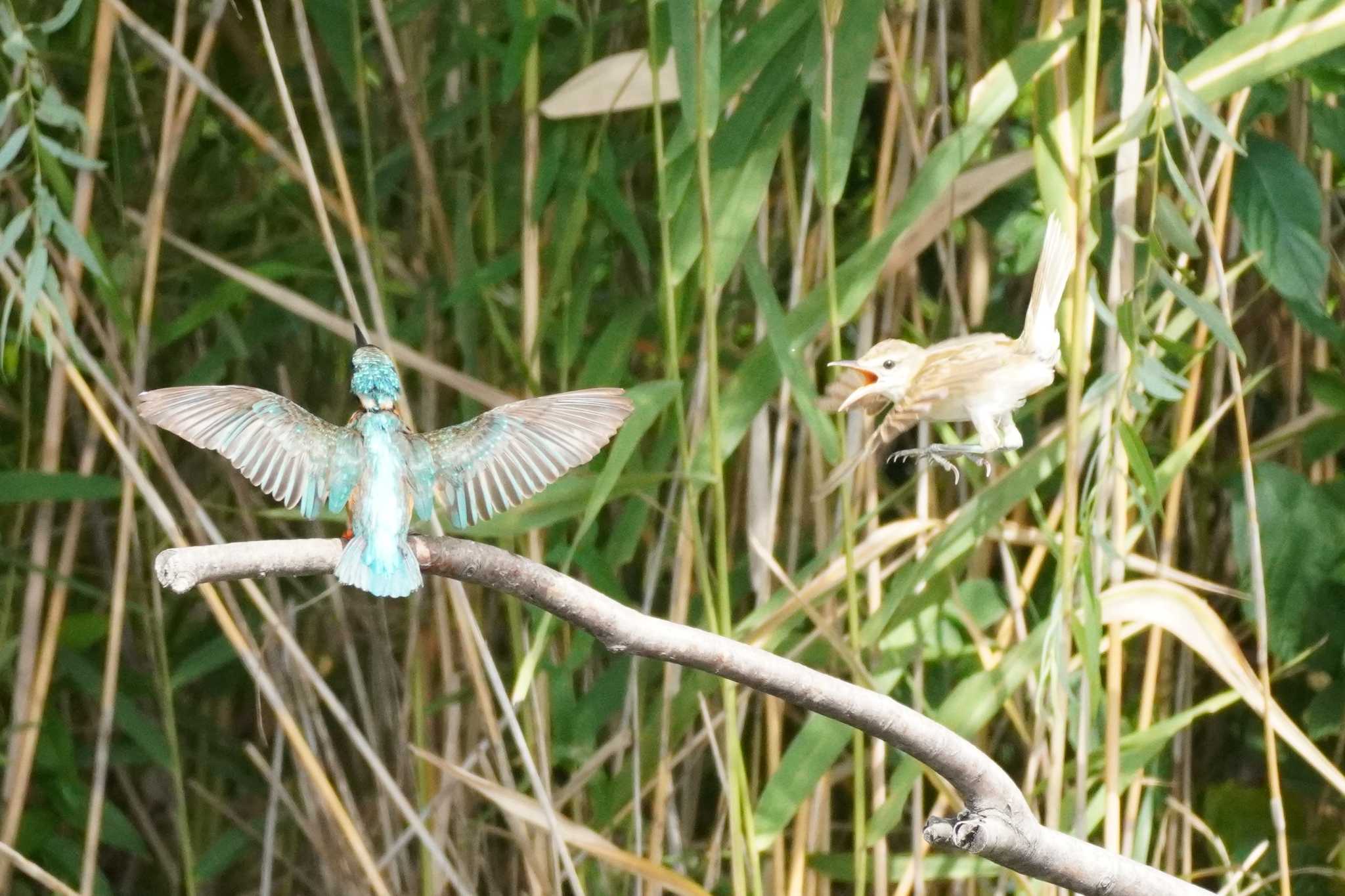 埼玉県 カワセミの写真 by どばと