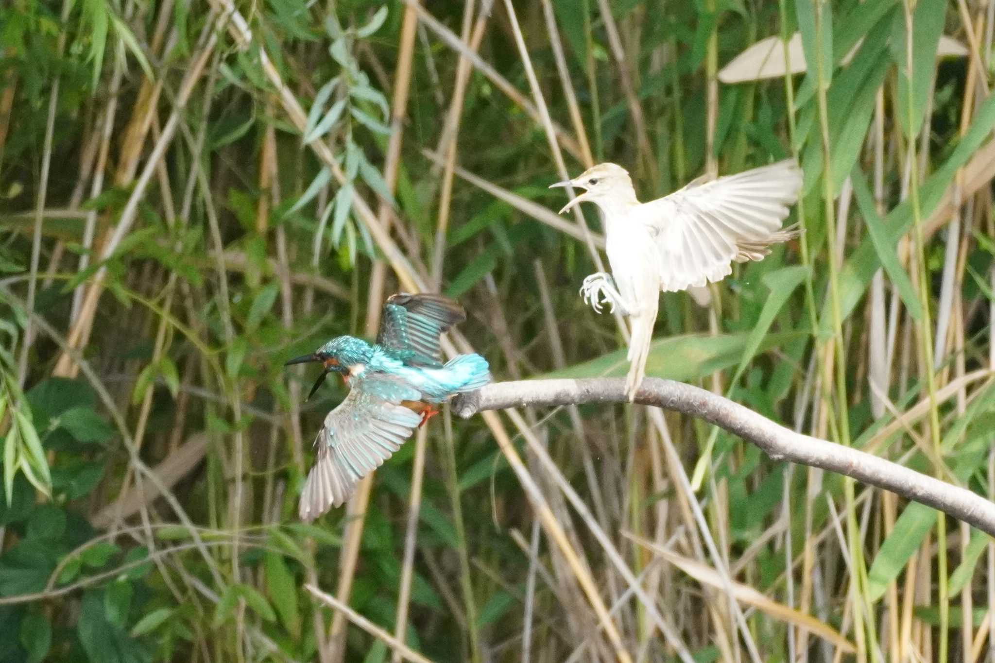 埼玉県 オオヨシキリの写真 by どばと