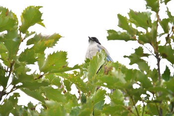 2021年9月1日(水) 長浜公園の野鳥観察記録