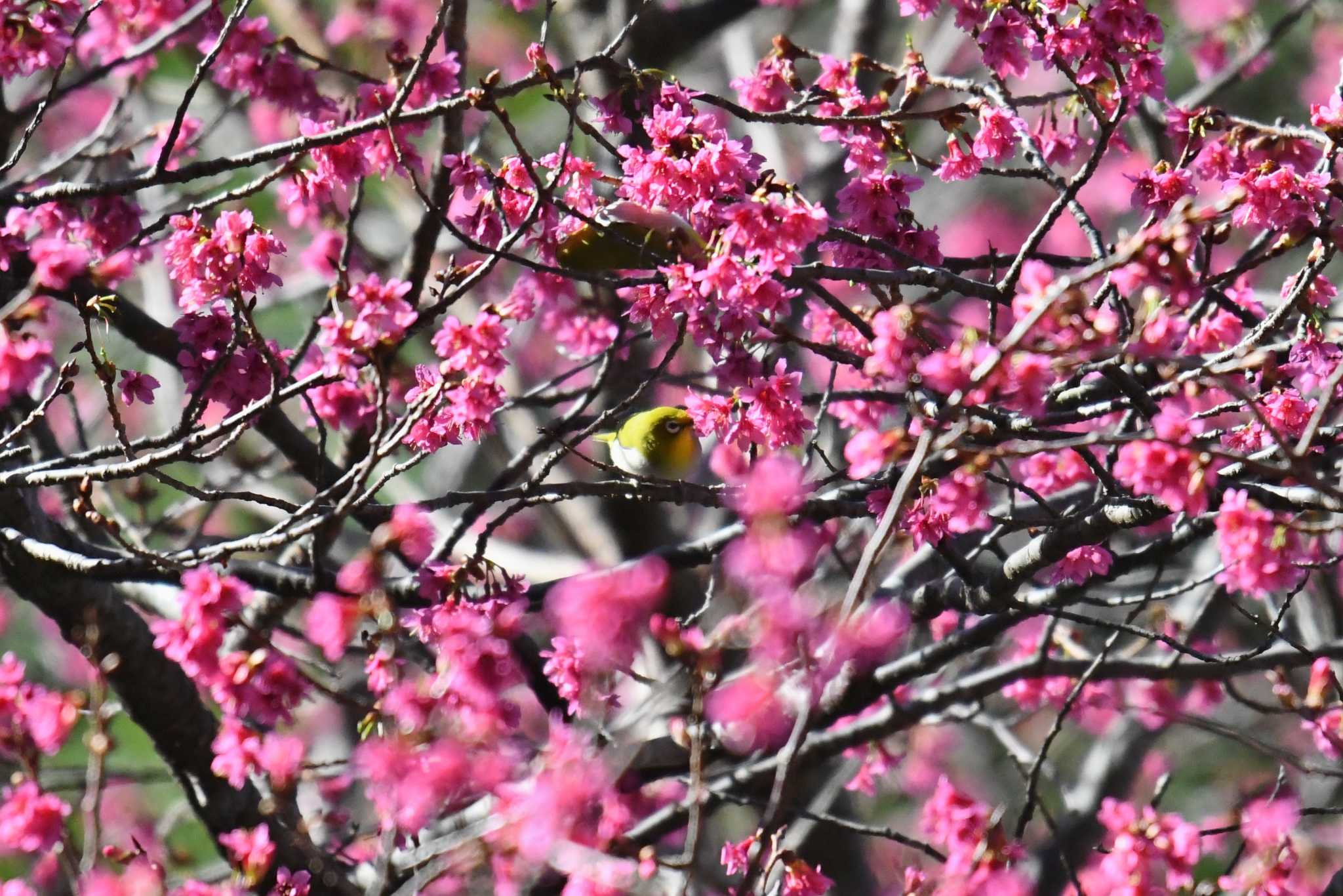 Photo of Swinhoe's White-eye at 八仙山国家森林遊楽区 by あひる