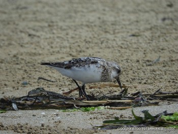 Red-necked Stint 福間海岸 Wed, 9/1/2021