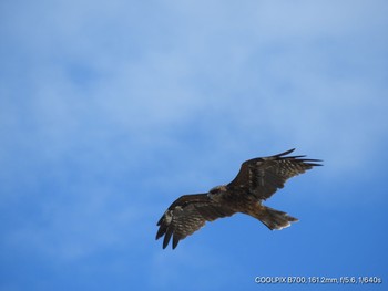 Black Kite 福間海岸 Wed, 9/1/2021