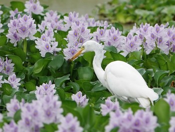 Medium Egret 埼玉県 Tue, 8/31/2021