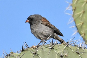 Black-chinned Sparrow mexico Tue, 8/31/2021